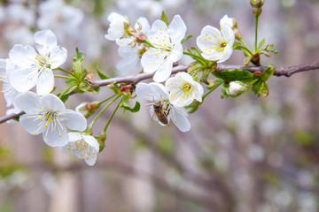 Honeybee on white flower of cherry tree collecting pollen and nectar to make sweet honey with medicinal benefits..