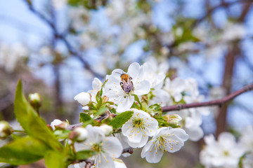 Honeybee on white flower of apple tree collecting pollen and nectar to make sweet honey with medicinal benefits..