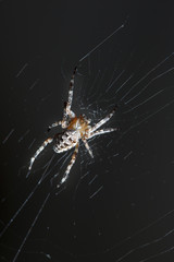 Spider on a web close-up on a black background. Arachnophobia.
