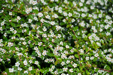 Obraz na płótnie Canvas Bearberry cotoneaster Radicans white flower - Latin name - Cotoneaster dammeri Radicans