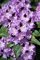 Obraz premium Full bloom hybrid purple Pontic Rhododendron (Rhododendron ponticum) in springtime which is evergreen shrub has pretty cluster of large flower use as landscaped ornamental plan.