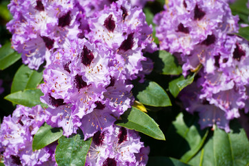 Fototapeta premium Full bloom hybrid purple Pontic Rhododendron (Rhododendron ponticum) in springtime which is evergreen shrub has pretty cluster of large flower use as landscaped ornamental plan.
