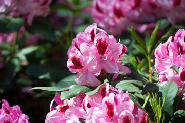 Full bloom hybrid Pontic Rhododendron (Rhododendron ponticum) in springtime which is evergreen shrub has pretty cluster of large flower use as landscaped ornamental plan.