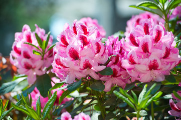 Full bloom hybrid Pontic Rhododendron (Rhododendron ponticum) in springtime which is evergreen shrub has pretty cluster of large flower use as landscaped ornamental plan.