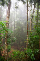 Rain in the raniforest in Tropical Queensland