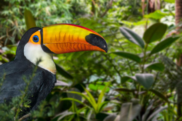 Toco toucan / common toucan / giant toucan (Ramphastos toco) 