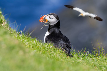 Atlantic puffin and gannet flying by, Shetland, Scotland, UK