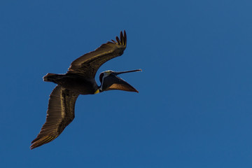 En pleno vuelo