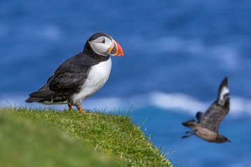 Atlantic puffin and great skua flying by, Scotland, UK