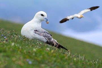 Northern fulmar resting and gannet soaring by, Scotland, UK