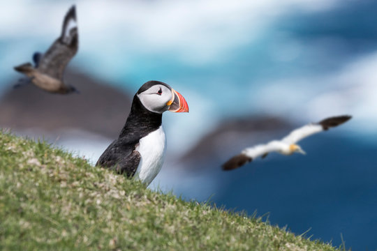 Atlantic puffin and great skua chasing gannet, Shetland, Scotland, UK