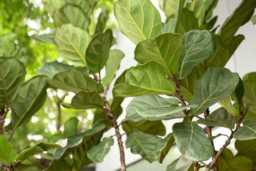 Fiddle Leaf Fig Tree Scandinavian Decor style Plant Green Leaf.