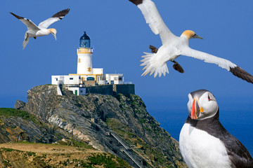 Scottish seabirds and Muckle Flugga lighthouse, Shetland, Scotland, UK