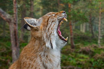 Yawning Eurasian lynx showing teeth and long canines 