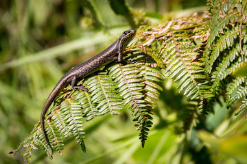 A yellow-brown lizard sitting on a fern leaf, Drakensberg, South Africa