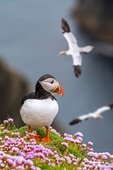 Atlantic puffin on sea cliff top and flying gannets in seabird colony