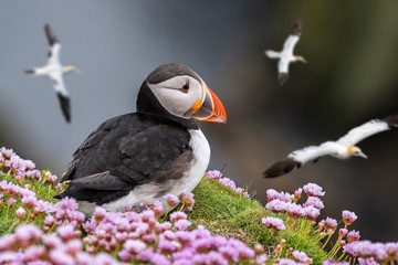 Atlantic puffin on sea cliff top and flying gannets in seabird colony