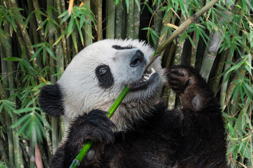Young two-year old giant panda cub eating bamboo stalk in forest