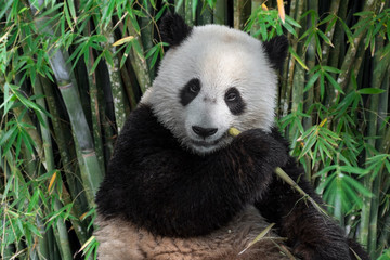 Young two-year old giant panda cub eating bamboo stalk in forest