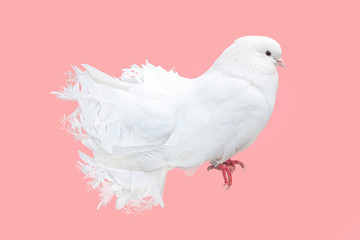 White dove isolated on pink background. Symbol of peace and celebration. White peacock dove, pigeon
