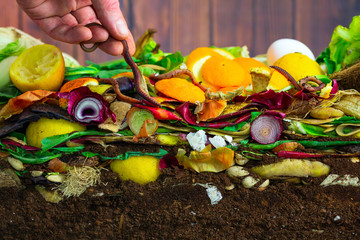 Male hand carefully releasing earthworms (lumbricus terrestris) on a compost heap to increase...