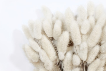 Fleur de queue de lapin fleur sèche sur fond blanc.