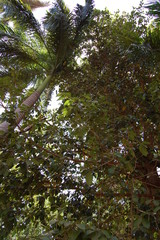 Jardin egyptien