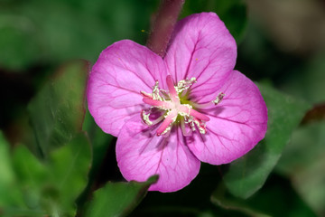 Close-up of pink flower, on green background.