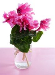pretty pink flowers of cyclamen potted plant
