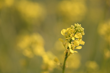 Close up of yellow flower with faded yellow background