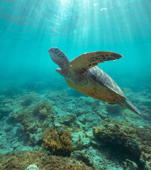 Majestic big sea turtle swimming under the surface through crystal clear sea.