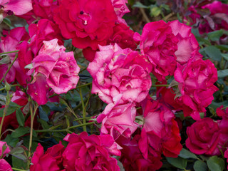 The red - pink rose flower.