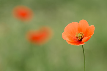 Closeup of poppy with green and red background out of focus