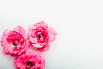 Beautiful pink roses in a milk bath. Concept of spa treatments, relaxation, spa treatments, therapy