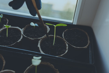 woman agronomist in colored rubber gloves rips the ground with a wooden stick. Young seedlings in...