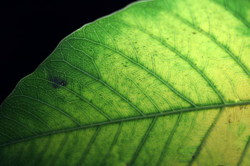 Closeup yellow with green sacred fig or Bodhi leaf with portion netted veins leaf on dark background.