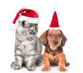 Cat and dog wearing santa hats. Cat looks at dachshund puppy. isolated on white background