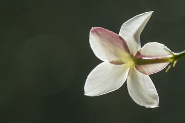 Gros plan sur une fleur de jasmin