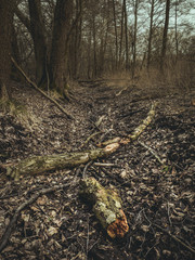 las wczesną wiosną, suche liście i konary drzew © af-mar