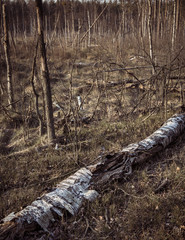 Sucha zwalona brzoza w Kampinoskim Parku Narodowym © af-mar