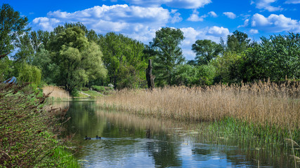 Park Kępa Potocka w Warszawie w słoneczny letni dzień z niebieskim niebem i białymi chmurami