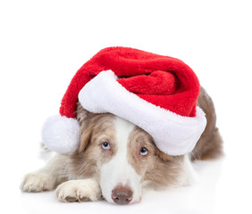 Sad Border collie dog wearing a red santa hat lies and looks and camera. isolated on white background