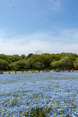 ネモフィラ畑の奥に見える観覧車
