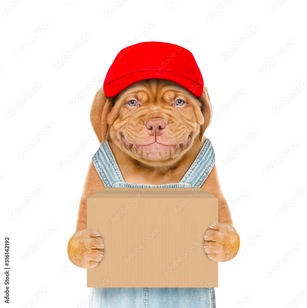 Poster smiling puppy wearing a red cap and overalls holds big box. isolated on white background