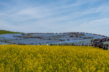 ネモフィラ畑に隣接する菜の花畑