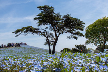 ネモフィラ畑にそびえる細い木