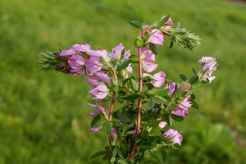 Sanifoin Onobrychis viciifolia plant with pink flowers