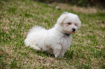 Cutest Pet - Maltese puppy standing on grass