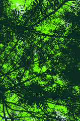 Scenery in green, underneath a thick ash foliage. Illustration of spring or summer in a forest, looking upward. Leaves filtering the daylight. Vector drawing.