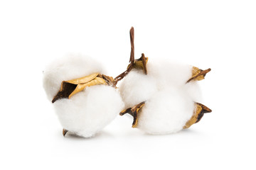 several flowers of cotton isolated on a white background